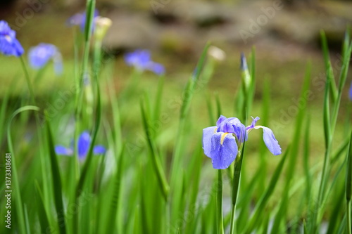 Obraz na płótnie A blooming iris flower is captured by the pond on a fresh spring morning after rain, with vivid petals adorned by raindrops and surrounded by lush green leaves, evoking a serene and refreshing mood. w salonie