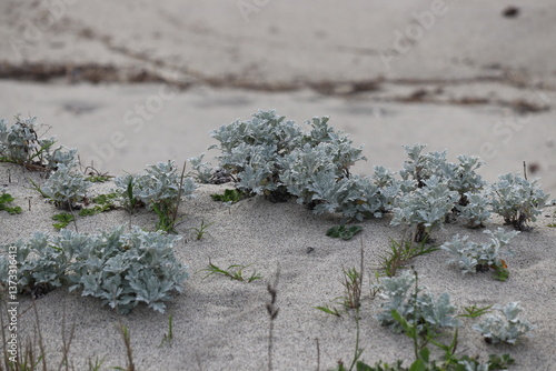 hoary mugwort growing on the sandy beach
