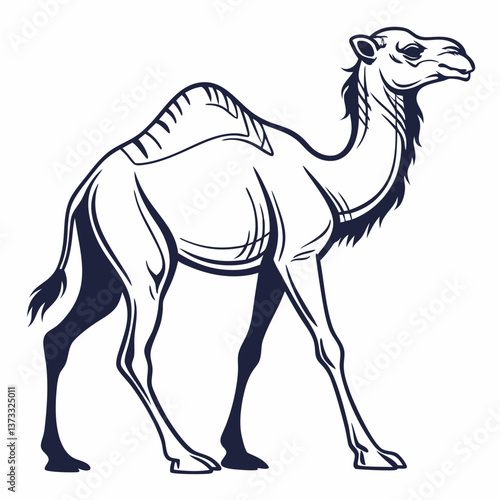 Camel vector illustration