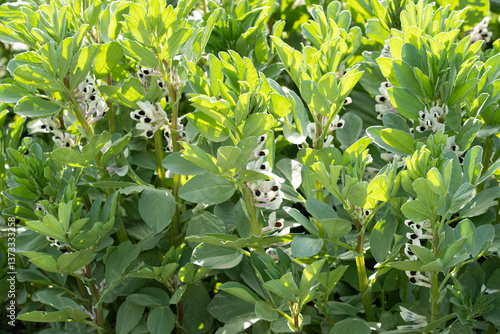 broad bean plant (Vicia faba) flower in the spring