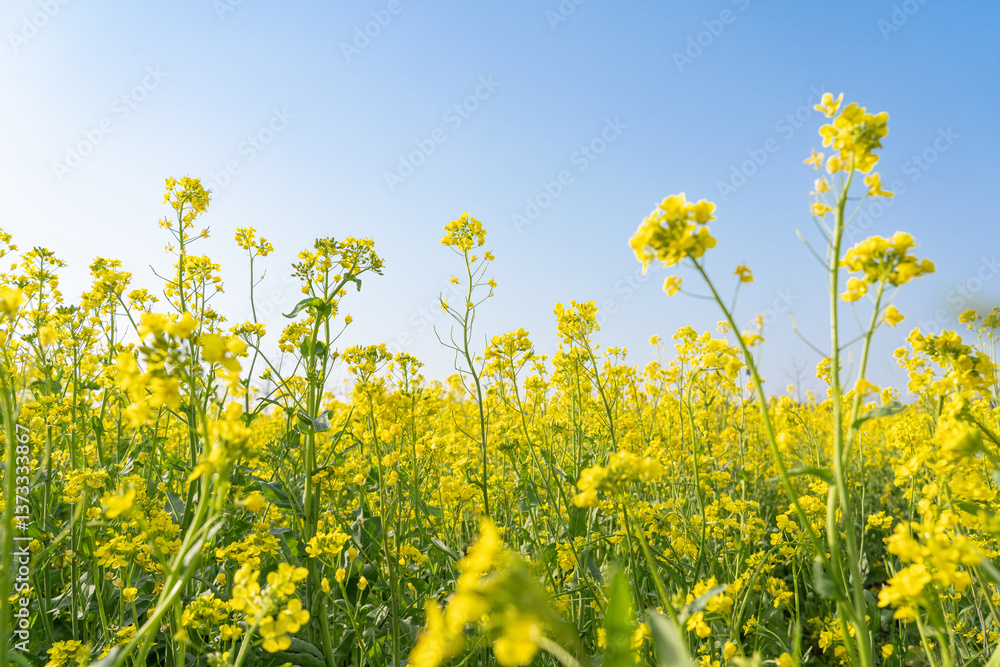 Blossoms rape field in spring Blossoms rape field in spring