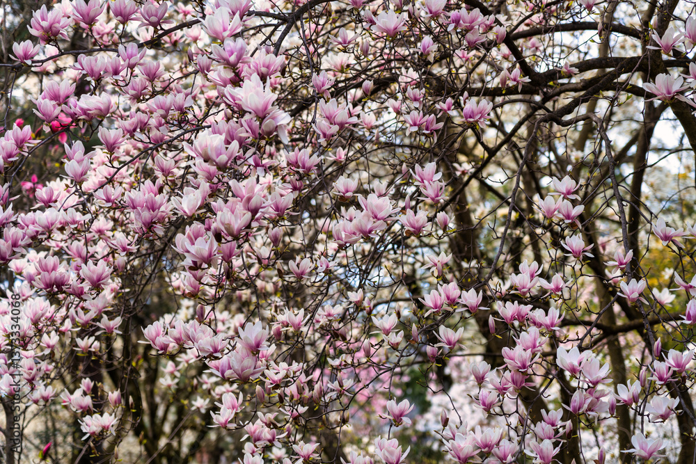 Piano di magnolia in fiore Piano di magnolia in fiore