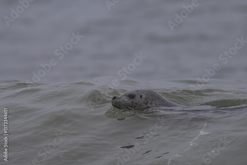 Obraz na płótnie Harbor Seal (Phoca vitulina richardii) Swimming at Rialto Beach, WA w salonie