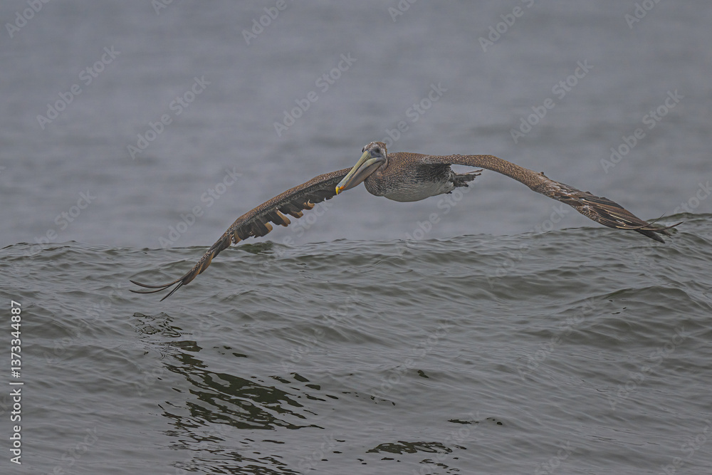 Brown Pelican (Pelecanus occidentalis) at Rialto Beach, WA