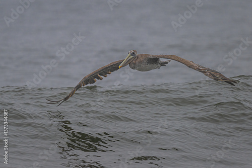 Obraz na płótnie Brown Pelican (Pelecanus occidentalis) at Rialto Beach, WA w salonie