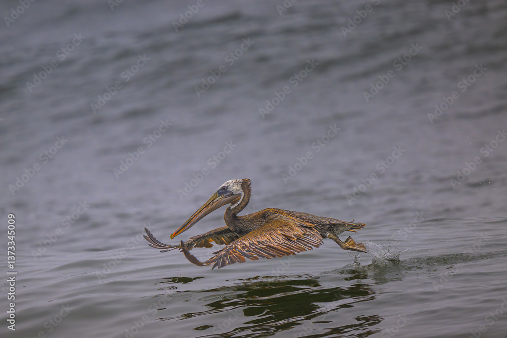 Brown Pelican (Pelecanus occidentalis) at Rialto Beach, WA