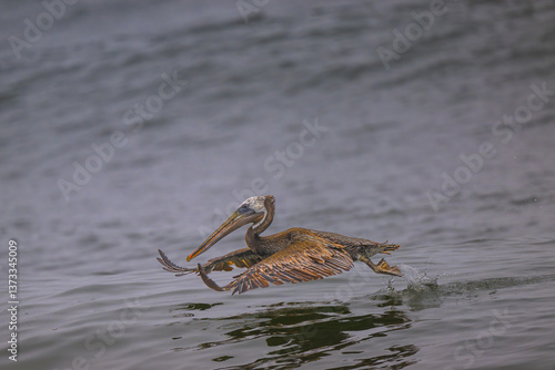 Obraz na płótnie Brown Pelican (Pelecanus occidentalis) at Rialto Beach, WA w salonie