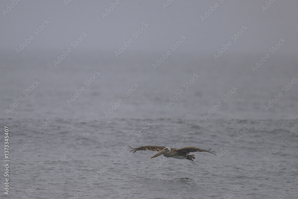 Brown Pelican (Pelecanus occidentalis) at Rialto Beach, WA