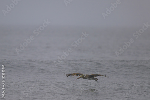 Obraz na płótnie Brown Pelican (Pelecanus occidentalis) at Rialto Beach, WA w salonie