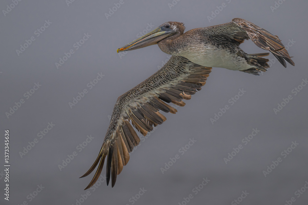 Brown Pelican (Pelecanus occidentalis) at Rialto Beach, WA