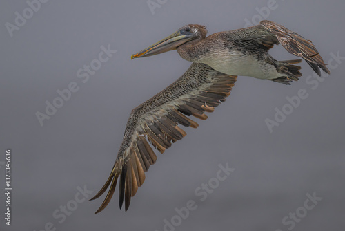 Obraz na płótnie Brown Pelican (Pelecanus occidentalis) at Rialto Beach, WA w salonie