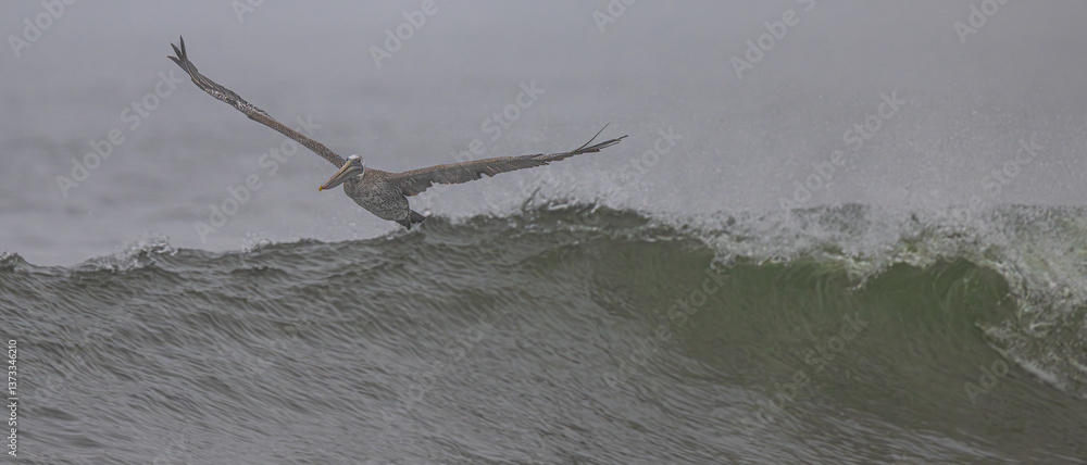 Brown Pelican (Pelecanus occidentalis) at Rialto Beach, WA