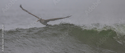 Obraz na płótnie Brown Pelican (Pelecanus occidentalis) at Rialto Beach, WA w salonie
