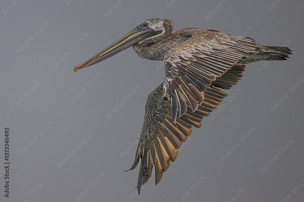 Brown Pelican (Pelecanus occidentalis) at Rialto Beach, WA