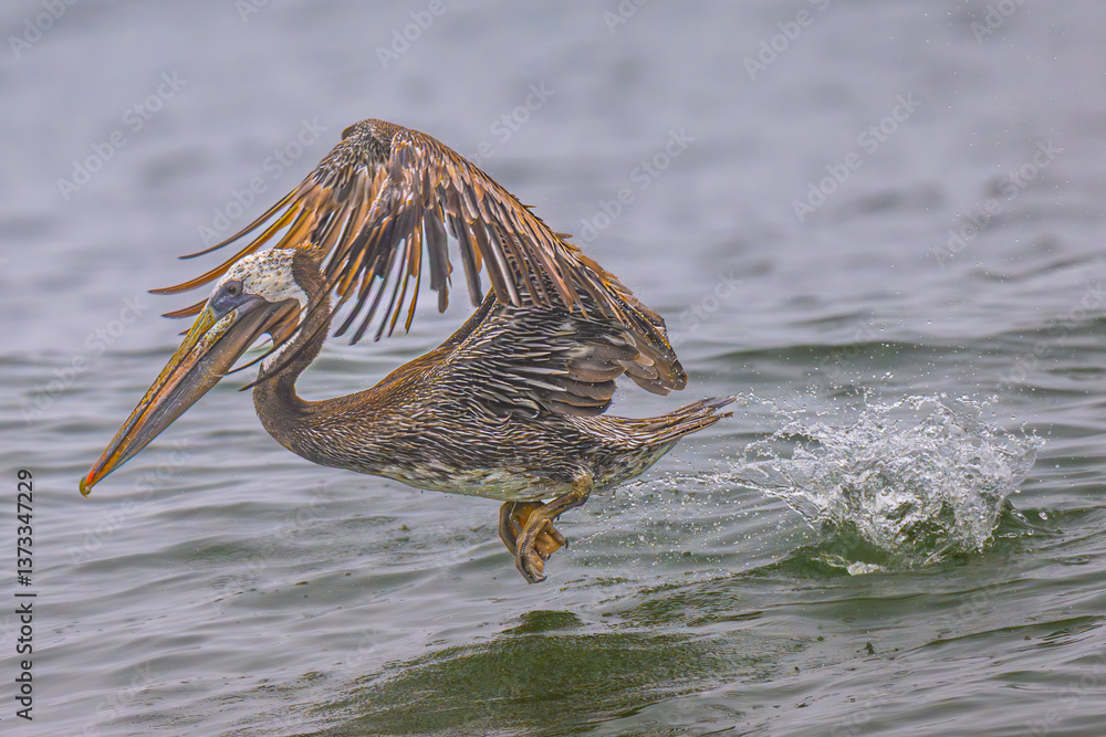 Brown Pelican (Pelecanus occidentalis) at Rialto Beach, WA