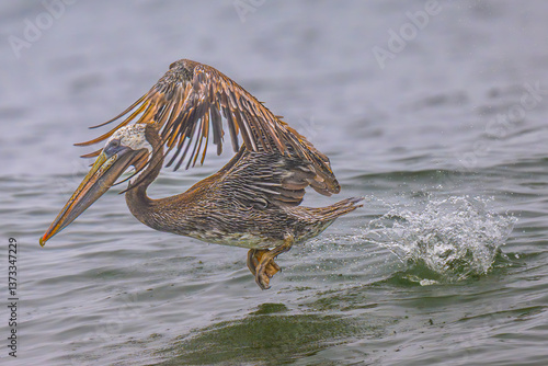 Obraz na płótnie Brown Pelican (Pelecanus occidentalis) at Rialto Beach, WA w salonie
