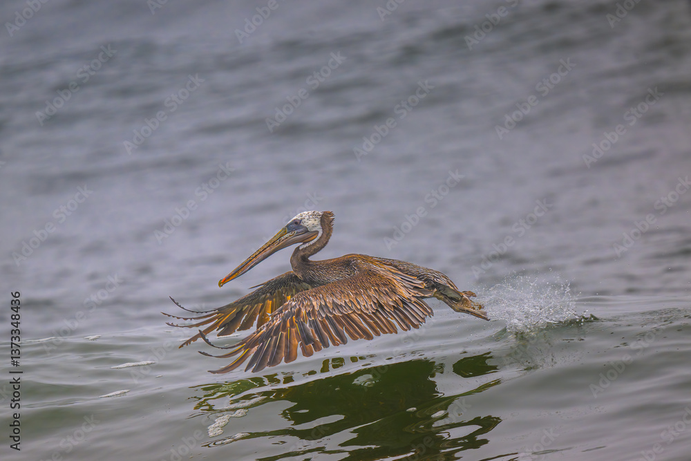 Brown Pelican (Pelecanus occidentalis) at Rialto Beach, WA
