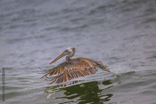 Obraz na płótnie Brown Pelican (Pelecanus occidentalis) at Rialto Beach, WA w salonie