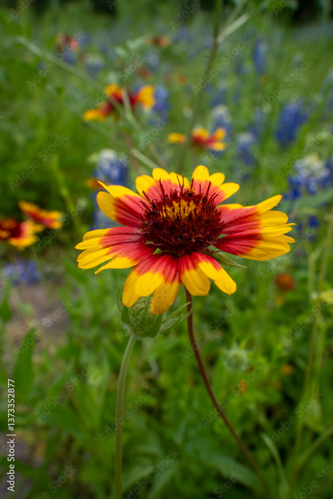 close up photography of blanket flower in Houston, Texas close up photography of blanket flower in Houston, Texas