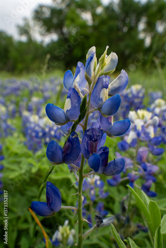 close up photography of blue bonnets in Houston, Texas