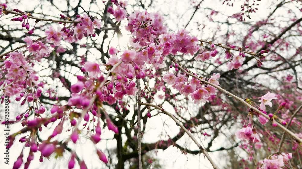 風に揺れ輝く枝垂れ桜 風に揺れ輝く枝垂れ桜