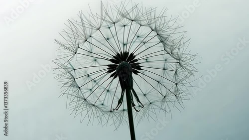 Wallpaper Mural Delicate Dandelion Puff Close Up of Natures Intricate Structure and Soft Beauty in Botanical Serenity Torontodigital.ca