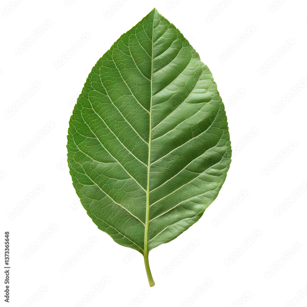 Obraz premium Green Leaf: A close-up shot of a vibrant green leaf showcases the intricate details of its veins and textures, a testament to nature's exquisite artistry.