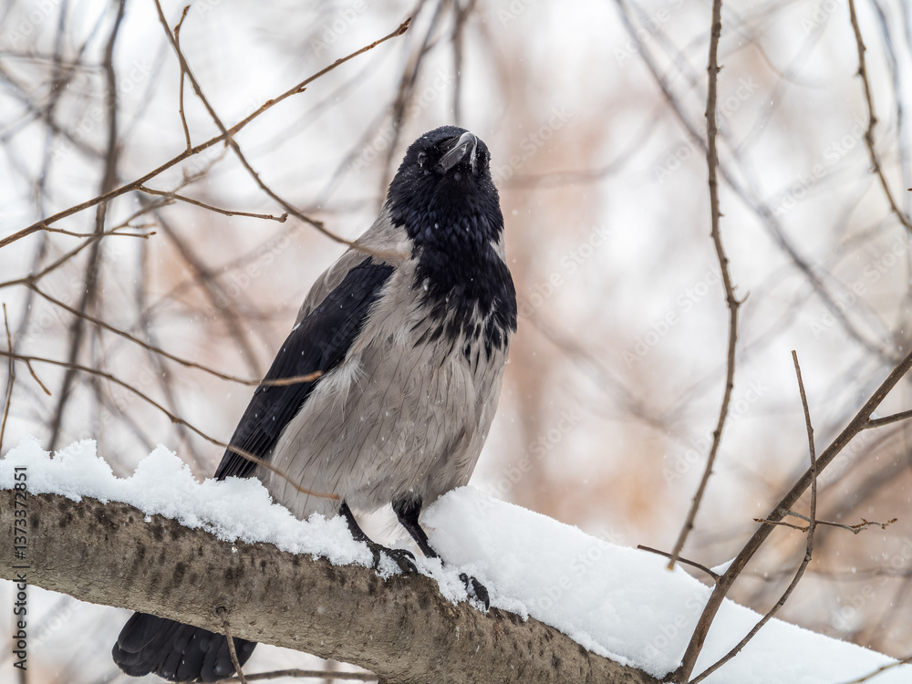 Obraz premium A hooded crow sitting on a tree