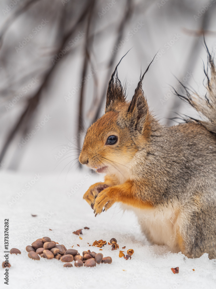 Fototapeta premium The squirrel in winter sits on white snow.