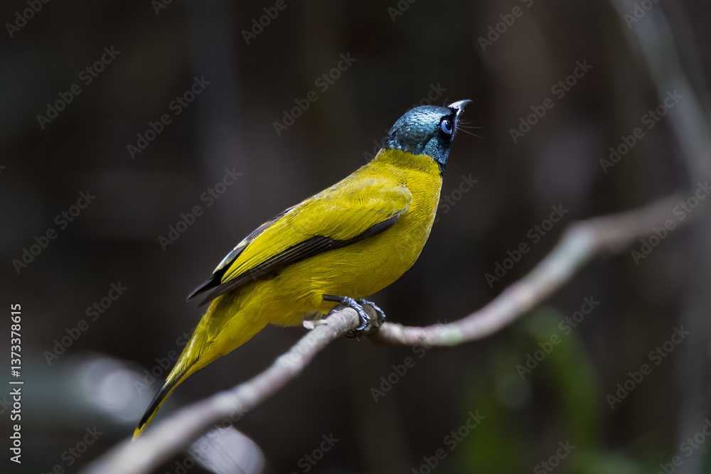 Obraz premium Beautiful bird in Asian, It is a kind of bird found in Thailand.