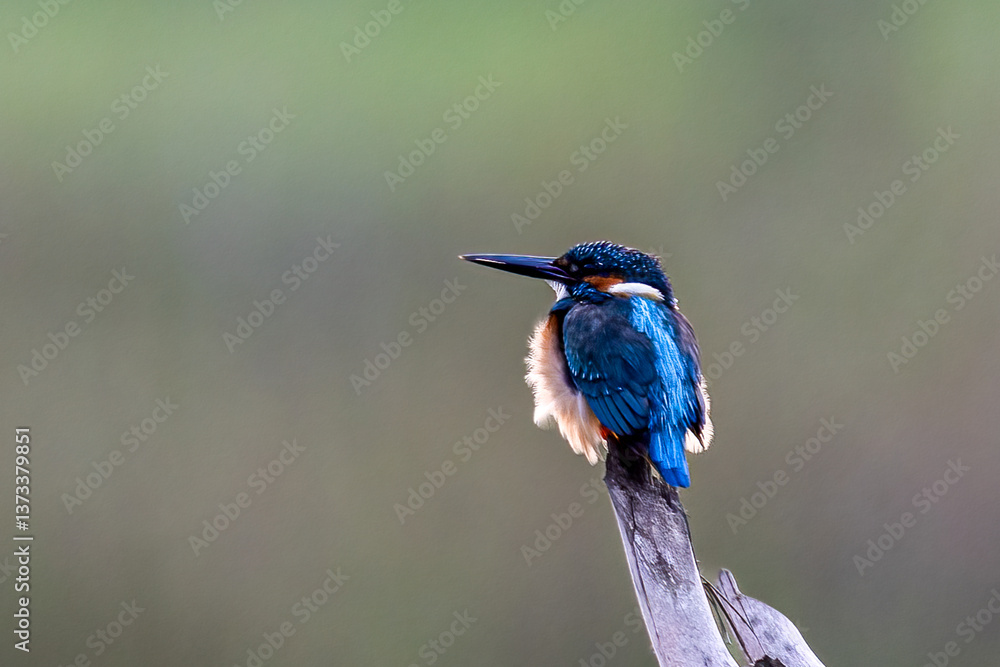 Beautiful bird in Asian, It is a kind of bird found in Thailand. Beautiful bird in Asian, It is a kind of bird found in Thailand.