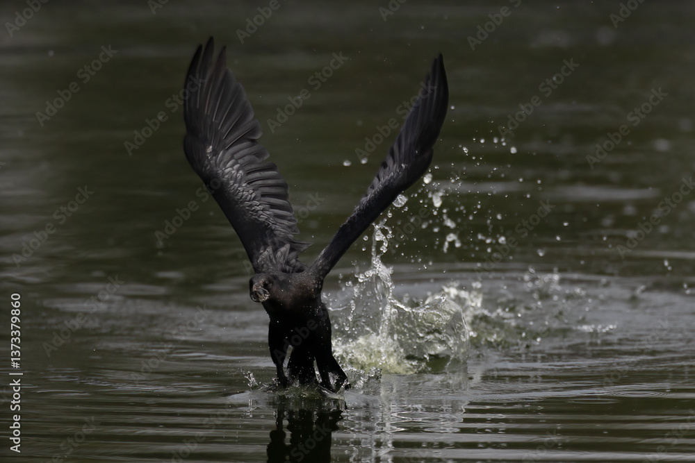 Beautiful bird in Asian, It is a kind of bird found in Thailand. Beautiful bird in Asian, It is a kind of bird found in Thailand.