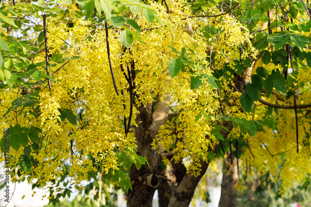 Fototapeta premium Golden shower tree cheerful blooming in natural park. Cassia fistula.