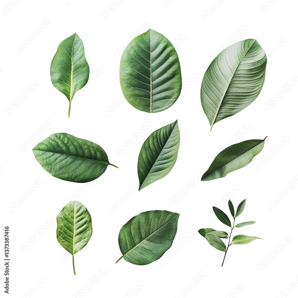 Fototapeta premium Nature's Palette: An artful arrangement of vibrant green leaves, each with unique textures and patterns, capturing the essence of botanical beauty and the serenity of the natural world.