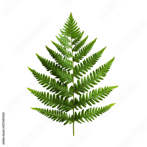 Wallpaper Mural Fern Leaf : A detailed shot of a vibrant green fern leaf, showcasing the intricate structure and delicate beauty of nature's design. Torontodigital.ca