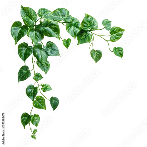 Elegant Green Vines: A flourishing display of lush, verdant vines gracefully cascading, creating a natural corner element.