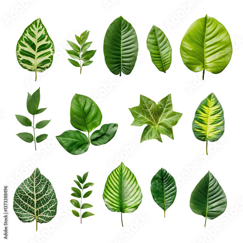 Vibrant Leaf Collection: A striking assemblage of various fresh, green leaves, each showcasing unique textures and shapes, offering a visual feast for the senses.