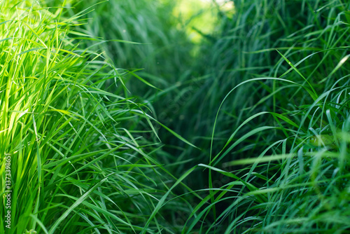 A walkway through lush grass