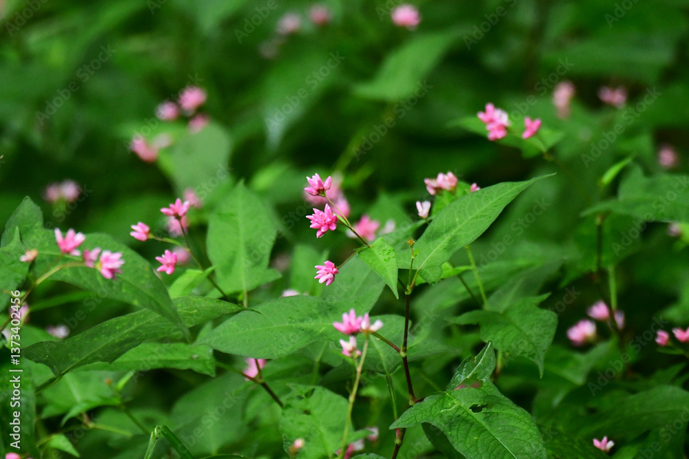 Obraz premium ミソソバの花