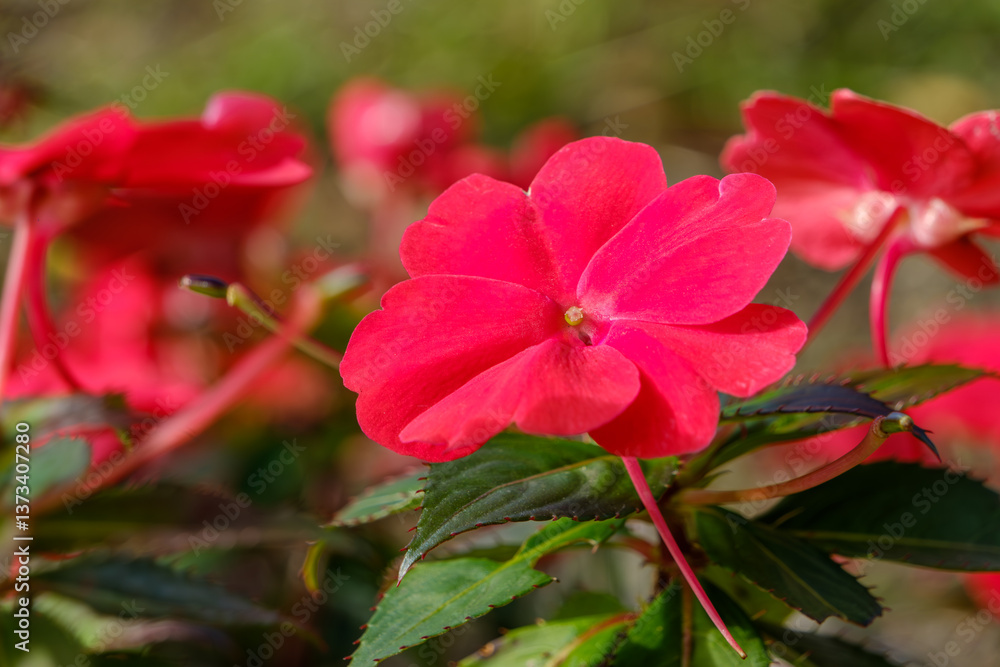 Fototapeta premium インパチェンスの赤い花