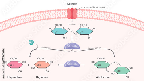 β-galactosidase Lactase enzyme breakdown of lactose