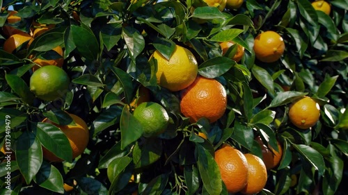 Vibrant orange orchard in sunlit grove capturing ripening citrus fruits