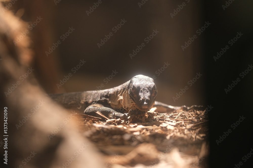 Monitor Lizard at the Hamilton Zoo, New Zealand, 2023 Monitor Lizard at the Hamilton Zoo, New Zealand, 2023
