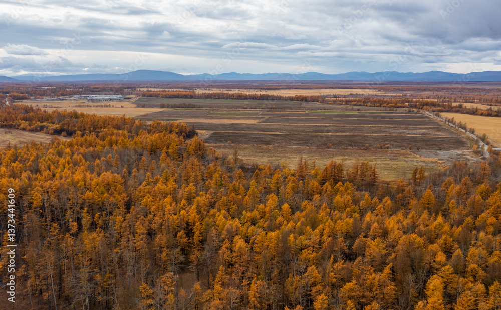 Autumn aerial view of forests and fields. Top view of yellow larch trees. Beautiful northern nature. Agriculture in Siberia and the Russian Far East. Magadan Region, Russia.