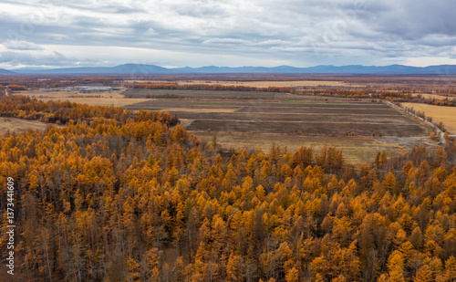 Obraz na płótnie Autumn aerial view of forests and fields. Top view of yellow larch trees. Beautiful northern nature. Agriculture in Siberia and the Russian Far East. Magadan Region, Russia. w salonie
