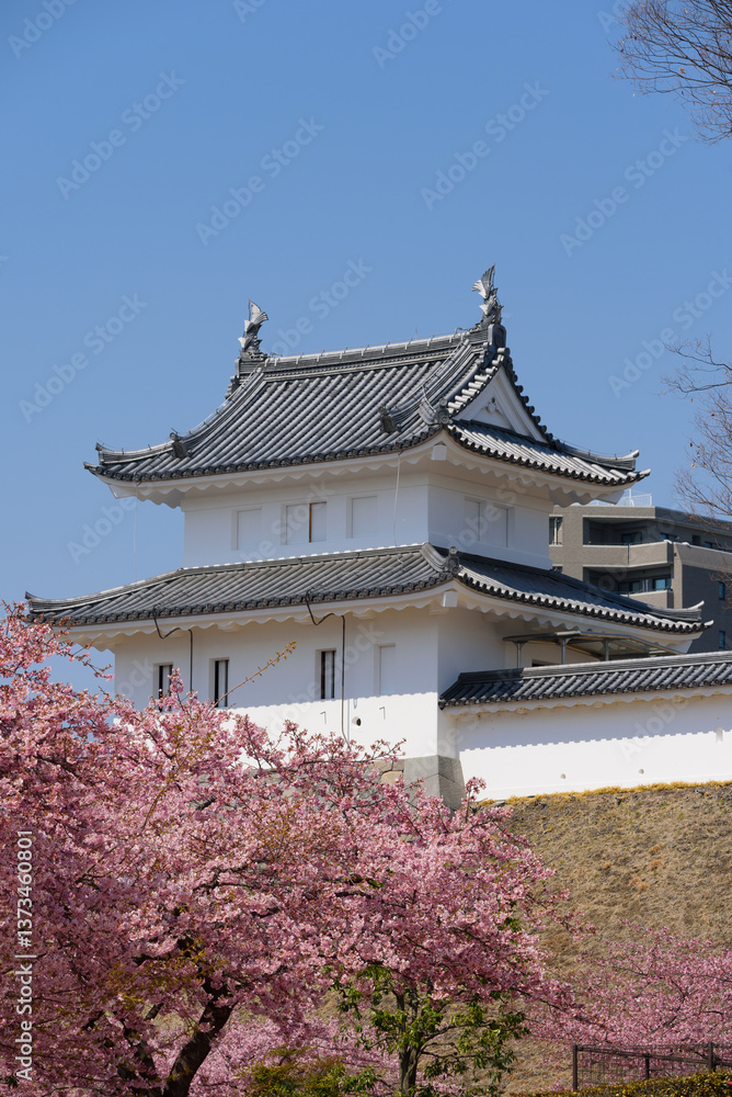 Fototapeta premium 宇都宮城址公園の河津桜(栃木県宇都宮市、3月撮影)
