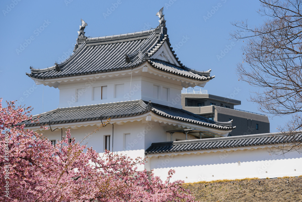 Fototapeta premium 宇都宮城址公園の河津桜(栃木県宇都宮市、3月撮影)