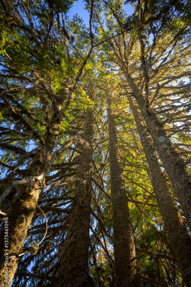 Fototapeta premium sunpath in the forest