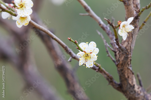 Canvas Print In early spring, white plum blossoms bloom. prunus mume