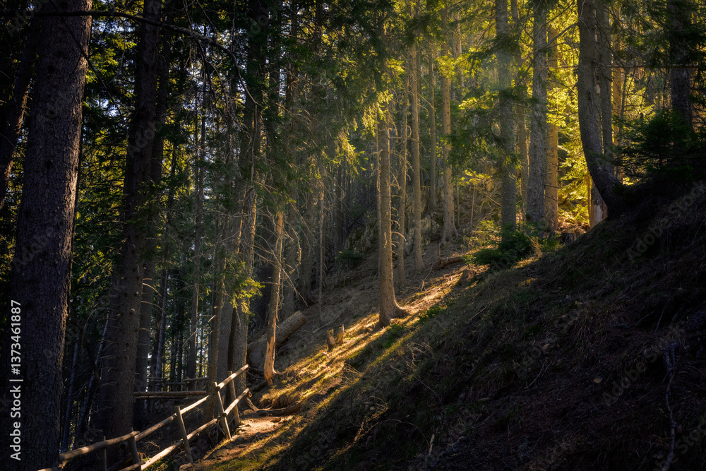 Obraz premium sunpath in the forest